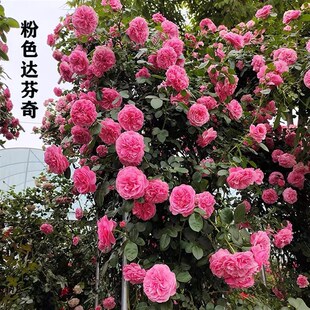 粉色达芬奇月季苗藤本卉四季大浓香爬藤蔷薇阳台玫瑰