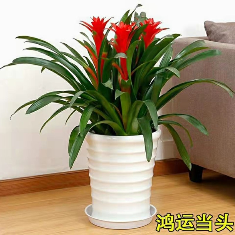 鸿运当头盆栽花卉植物室内客厅大型观赏绿植办公室四季开花凤梨花