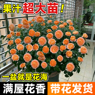 果汁阳台月季大苗多头超级大玫瑰四季卉大红果汁