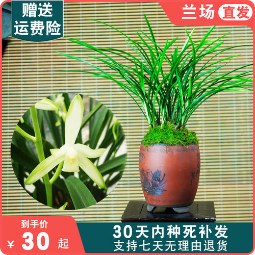 铁骨金刚兰花国兰盆栽兰花苗带花苞兰草浓香四季兰名贵花卉国兰