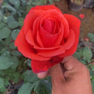 大红浓香月季苗绯扇四季阳台庭院玫瑰卉朵大直立