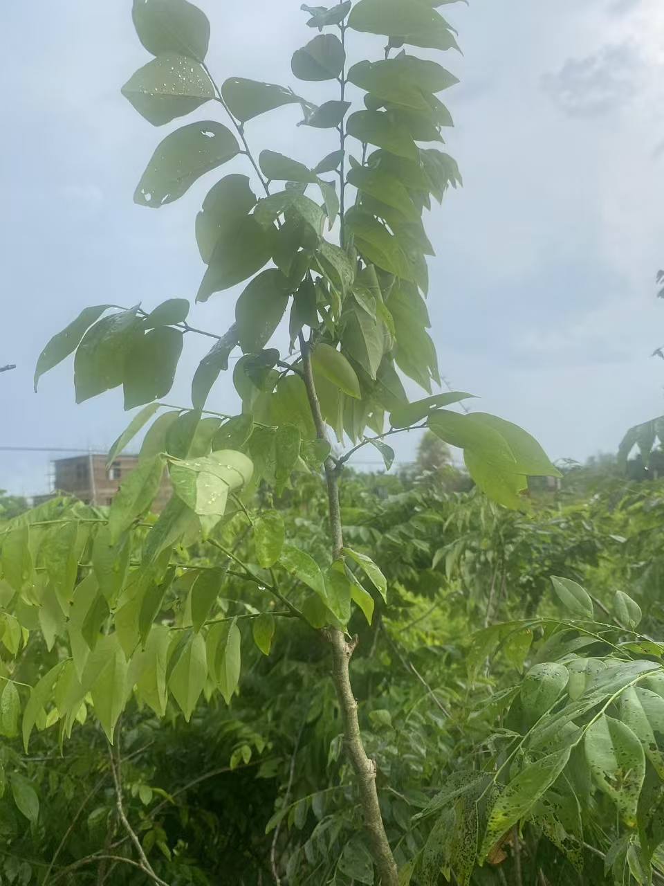 正宗海南黄花梨树苗图片