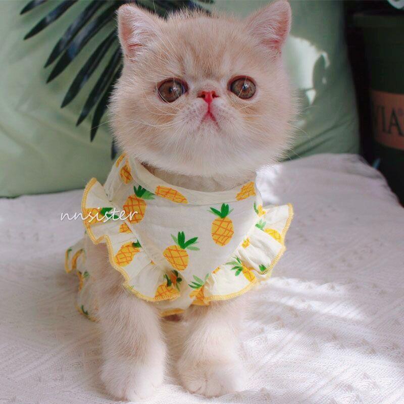 猫咪衣服 可爱夏威夷公主裙夏季薄款防掉毛网红ins宠物狗幼猫兔子