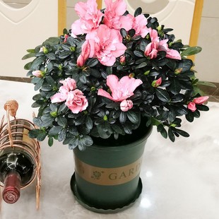 杜鹃花盆栽小桃红玉麒麟植物室内带花四季好养常年开花的盆栽花