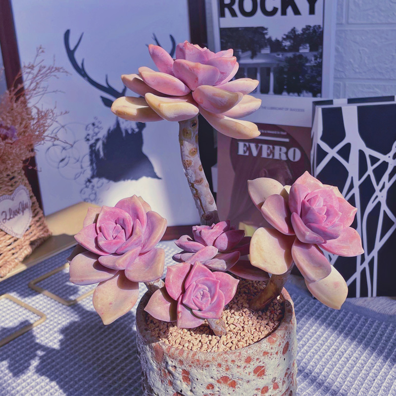 紫乐多肉植物盆景老桩群生多头大颗好养精品肉肉盆栽大株室外肉肉