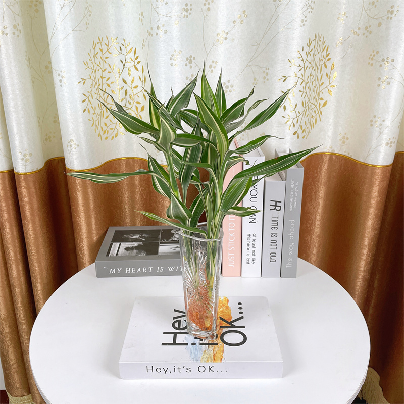 女王竹富贵竹水培植物盆栽室内绿植水养植物桌面耐阴植物美化环境