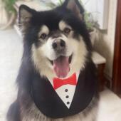 婚礼结婚口水巾围兜实用狗狗大型犬防口水巾围巾金毛阿拉斯加萨摩