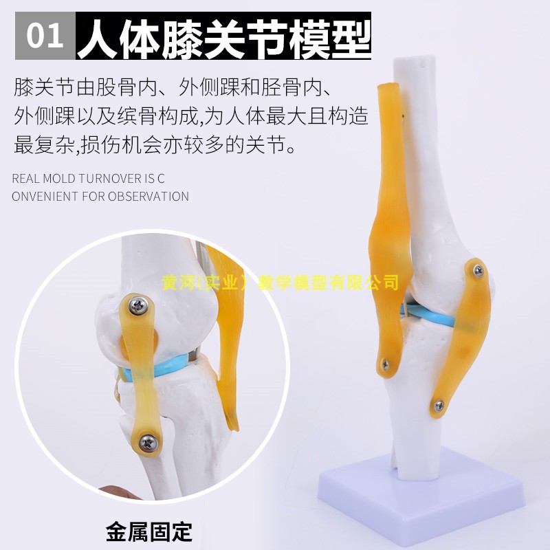 人体膝关节e功能模型 半月板交叉韧带活动膝盖骨髌骨教学骨骼模型