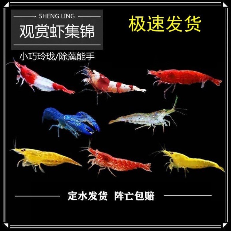 网红波妞鱼观赏虾红虾草缸淡水虾冷水虾除藻极火黑壳红琉璃鱼缸虾