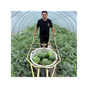 大棚西瓜专用免抬筐塑框钢丝筐两用手推式独轮推瓜车推瓜神车包邮