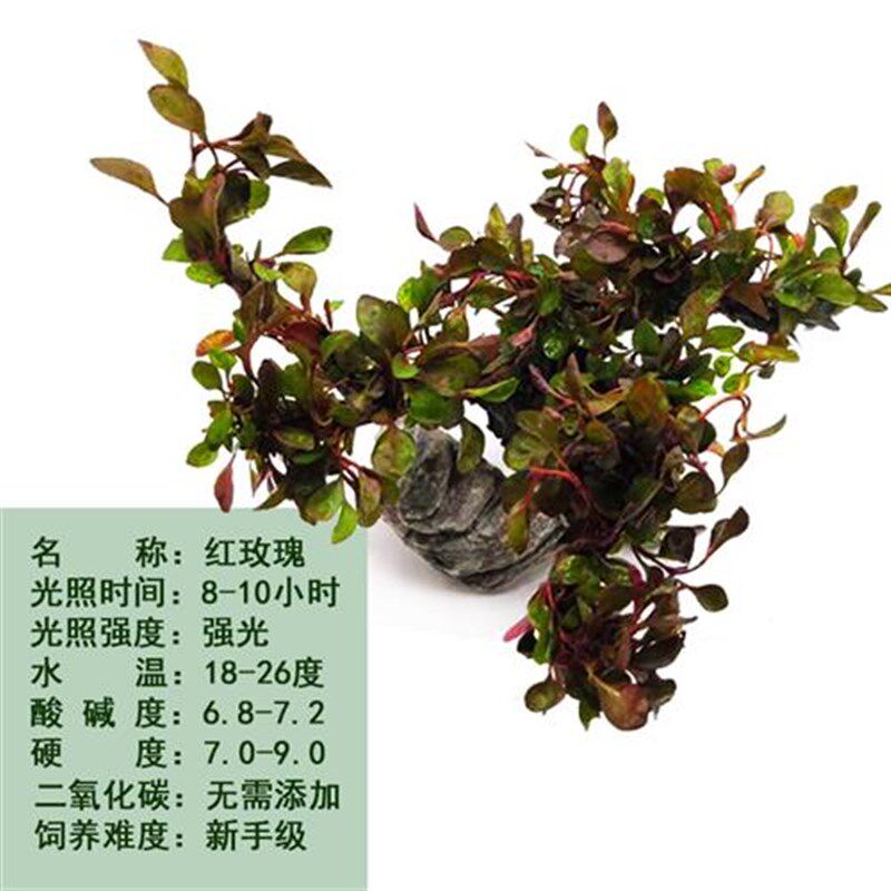 鱼缸造景沉木绑好红波水草树森林懒人水草无需底沙一树成景