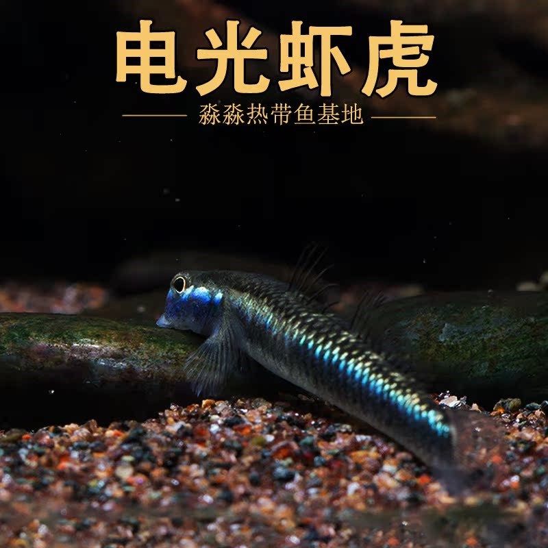 蓝面虾虎鱼 蓝脸侠电光枝桠鰕虎紫身黄瓜闪蓝枝牙原生冷水鱼