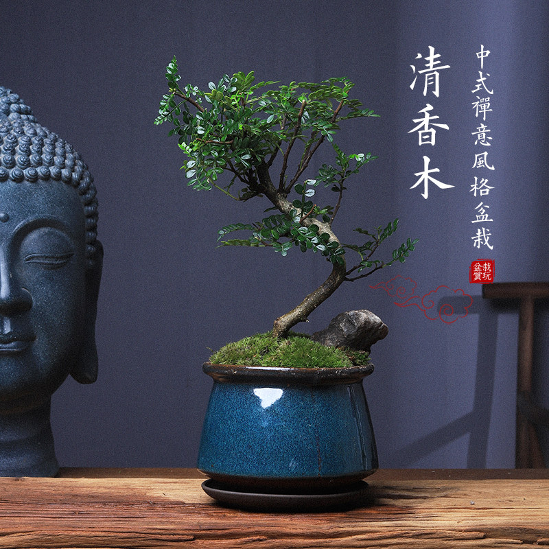 清香木盆栽老桩室内桌面植物办公室绿植好养胡椒木驱蚊提神盆景,鲜花速递/花卉仿真/绿植园艺,造型盆景,淘宝优惠券,粉丝福利购,淘宝优惠卷