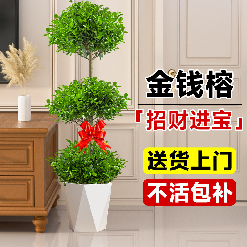 金钱榕室内大型绿植客厅摇钱树盆栽办公室乔迁新居U植物盆景招财