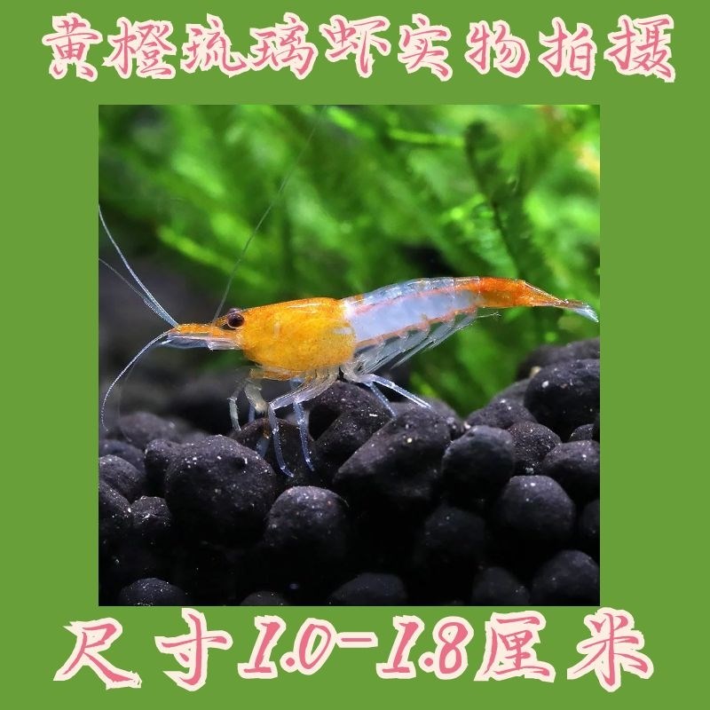 鲜活观赏虾水族除藻虾易繁殖草缸混养工具虾商家拿货实体店进货