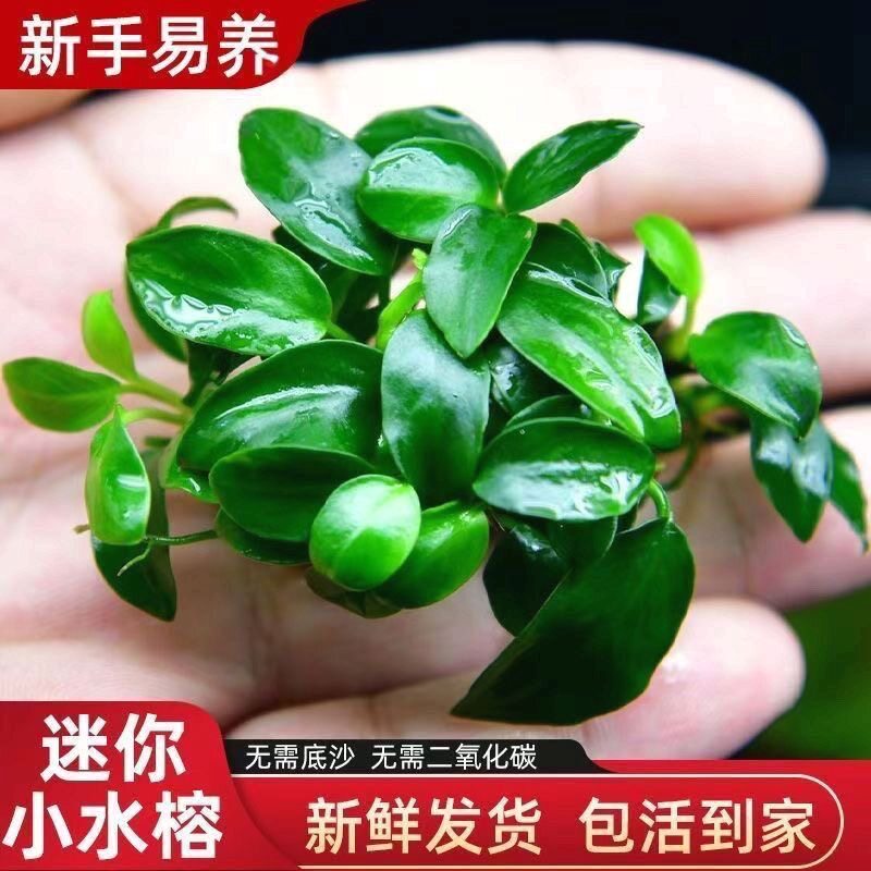 迷你小水榕稀有品种草缸鱼缸水草造景装饰阴性水草无需CO2懒人养