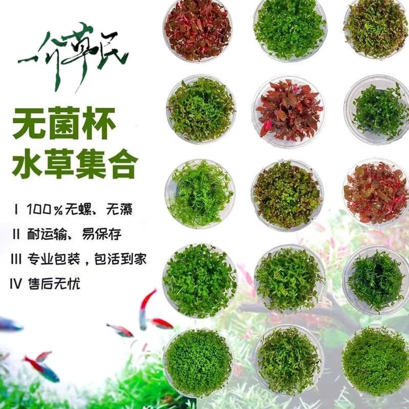 无菌杯草无菌杯水草迷你牛毛爬地日本珍珠天湖青椒挖耳缸鱼造景草