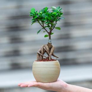 金钱榕树盆栽净化空气植物花卉室内办公室电脑桌面绿植摆件小盆景