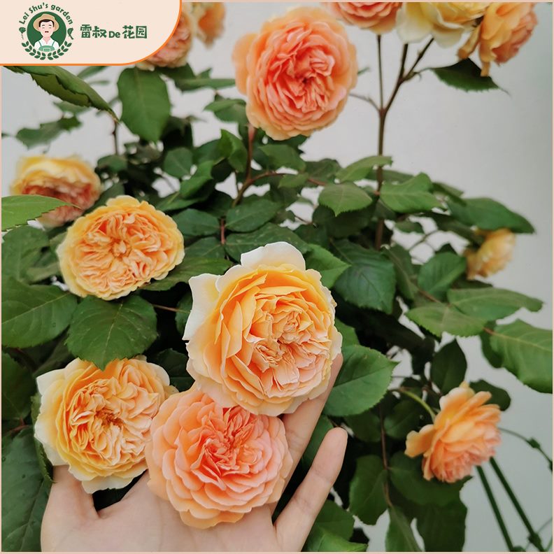 雷叔的花园玛格丽特王妃月季中大苗四季灌木爬藤大花庭院花墙拱门
