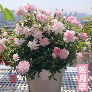 老桩超迷你日月室内盆栽盆景四季 姬乙女 扦插月季 姬月季 丰花 中苗