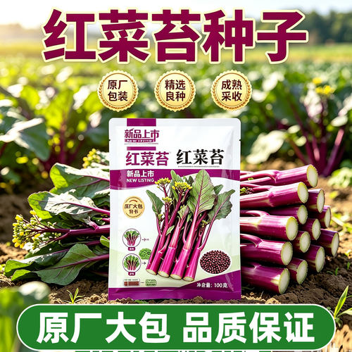 十月红紫菜苔种子四季易种