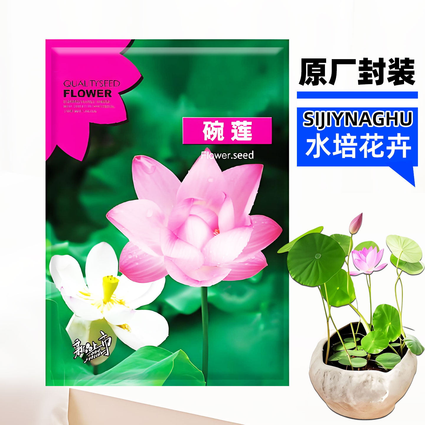 水培微型碗莲子种籽子四季荷花小型植物种藕室外缸养盆栽铜钱草种