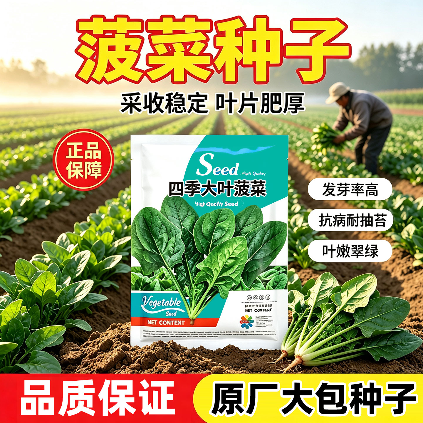 四季大叶菠菜种子秋冬季蔬菜种籽耐寒菜种盆栽庭院冬季大全籽种