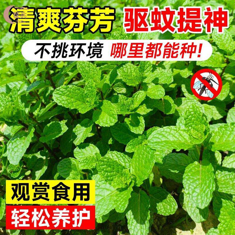 薄荷盆栽可食用薄荷叶新鲜迷迭香驱蚊植物室内绿植花卉水培柠檬草