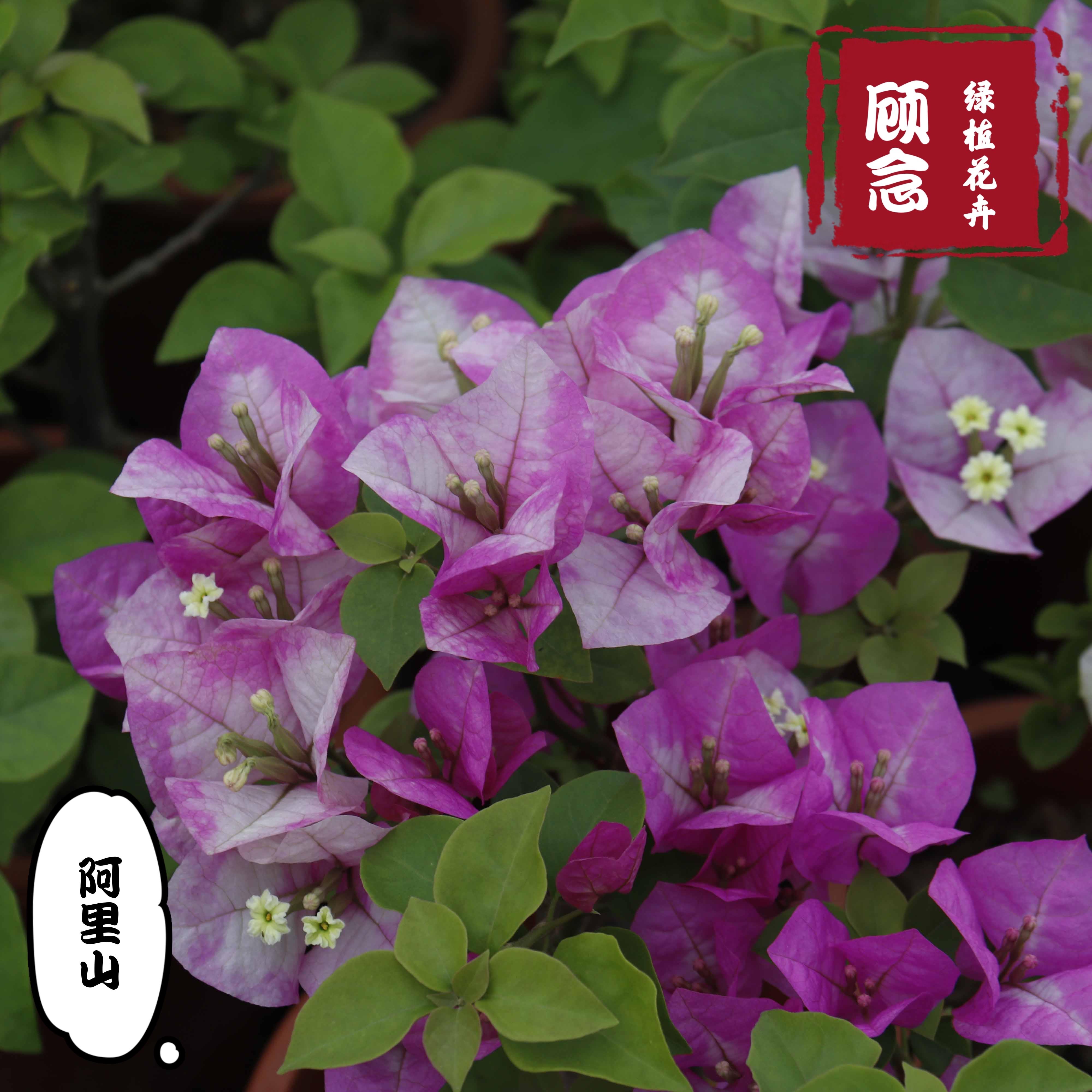 顾念/三角梅/阿里山姑娘爬藤植物阳台四季开花好养勤花绿植爆品