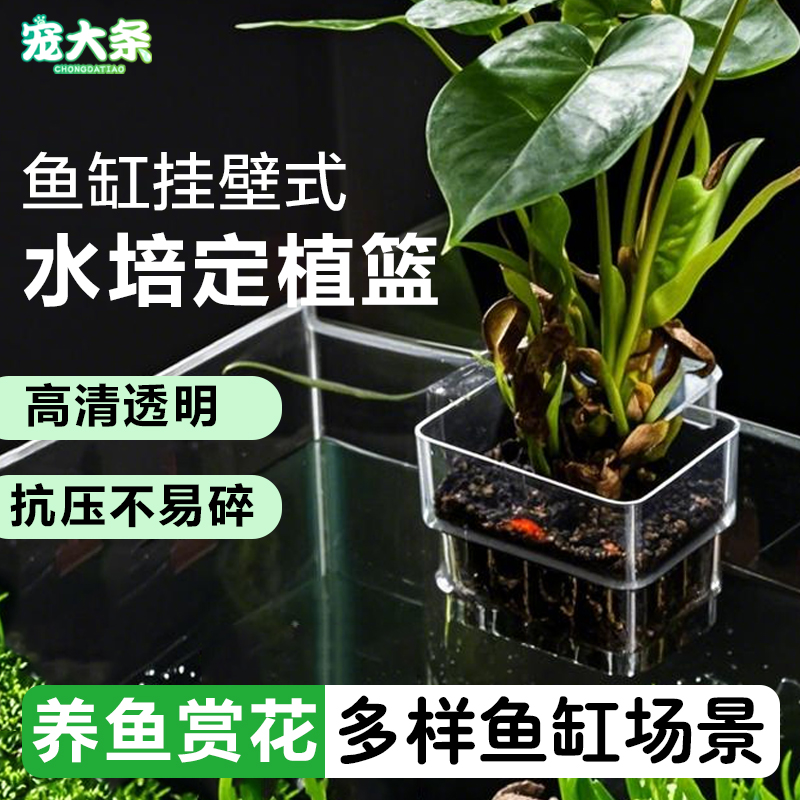 宠大条水培植物定植篮壁挂式