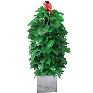 北京大绿萝盆栽绿植物绿箩大叶除甲醛花卉办公室内大型客厅发财树