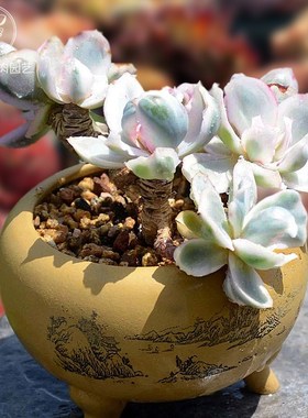 一物一拍伯克利锦高端精品贵货多肉植物老桩花卉绿植直播向阳派