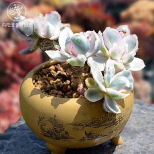 一物一拍伯克利锦高端精品贵货多肉植物老桩花卉绿植直播向阳派