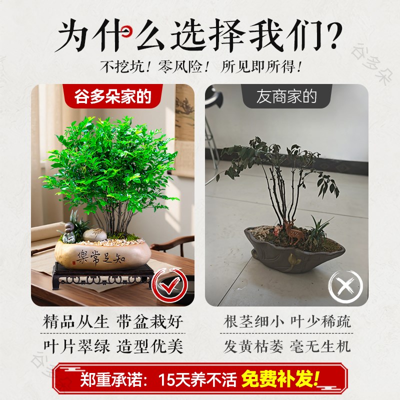 紫檀盆栽小叶客厅桌面绿植黑骨茶室内书房好养活植物中式茶桌盆景