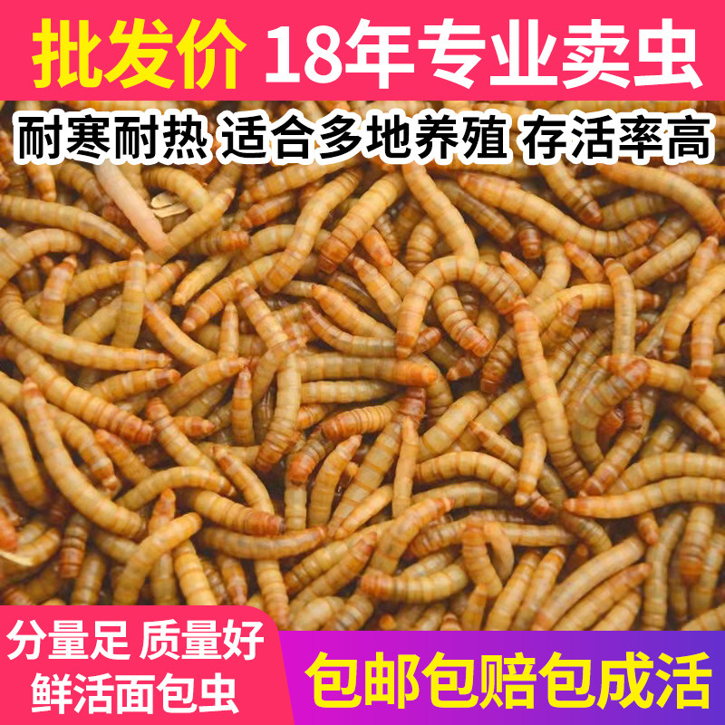 大麦虫黄粉虫鲜活虫面包虫活虫龙鱼龟粮鱼鸟饲料仓鼠饲料宠物活食,宠物/宠物食品及用品,观赏鱼饲料,淘宝优惠券,粉丝福利购,淘宝优惠卷