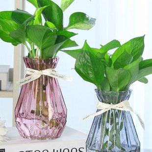 创意玻璃花瓶透明彩色 风信子插花瓶摆件 绿萝观音竹植物水培花瓶