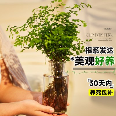 铁线蕨水培植物盆栽苔藓球大颗办公室客厅绿植室内吸甲醛易活好养