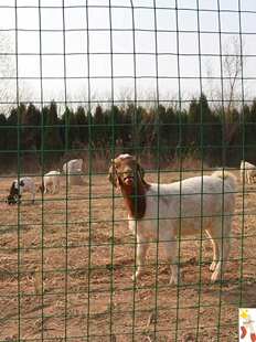 工地尼龙网包塑养殖网养鸡场高速路钢丝网小网格围栏包胶蓝球场