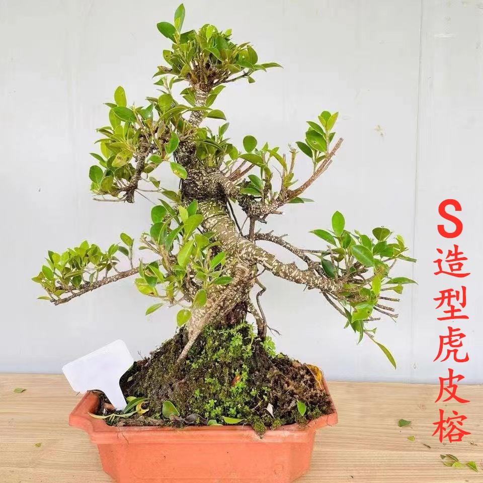 台湾气根虎皮榕树盆景树桩老桩造型室内造景苍古树头四季常青绿植