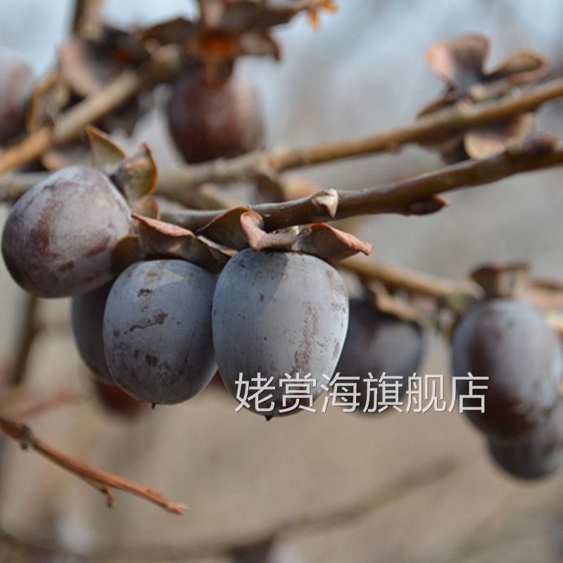 太行山无核黑枣软枣东北新货山西特产即食邯郸大个黑枣子500g