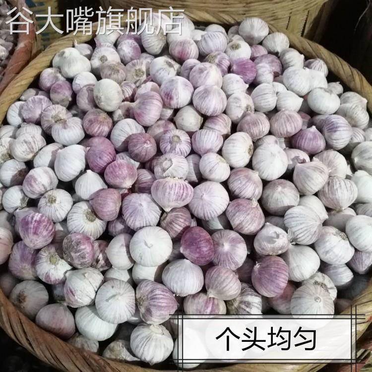 云南独头蒜大果独蒜头干蒜头新大蒜独蒜头出口级精品级特大果包邮