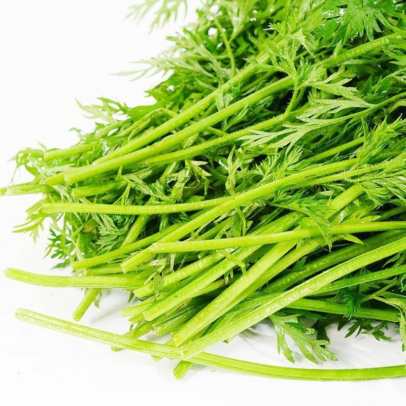 新鲜手指萝卜叶子500g摆盘装饰点缀花草叶子手指胡萝卜纯叶子