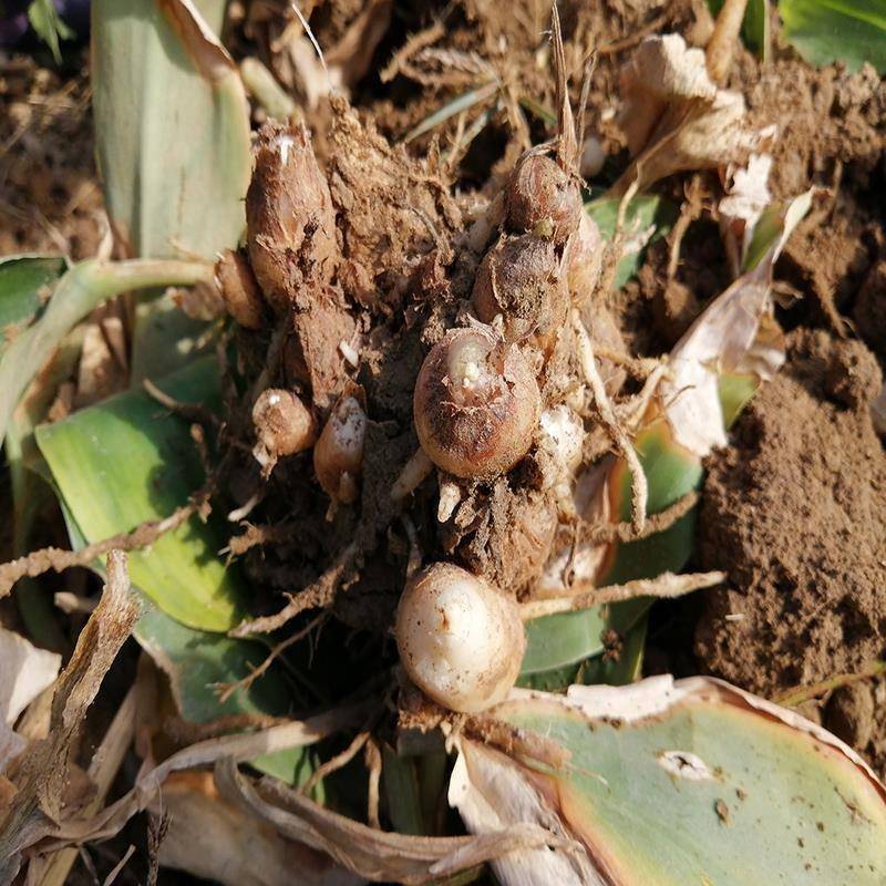广东湛江特产沙姜现挖生姜新鲜包邮5斤装沙姜当季节嫩姜鲜姜