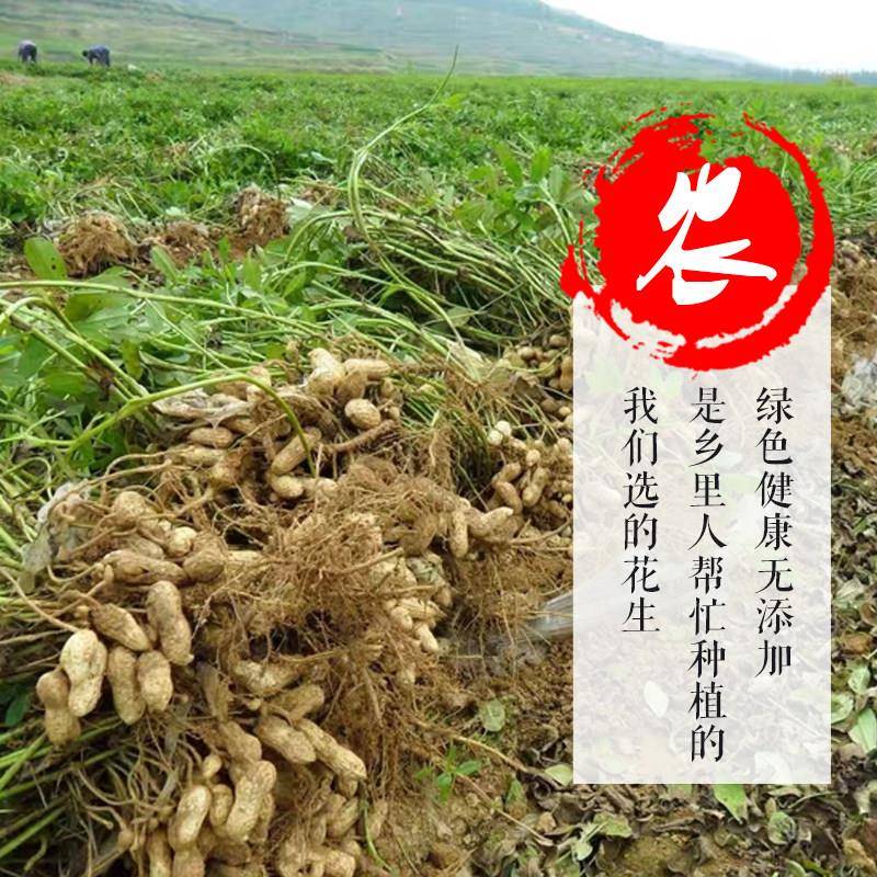 河源忠信水煮花生农产品农家日晒咸干花生客家盐水煮自然晒干带壳