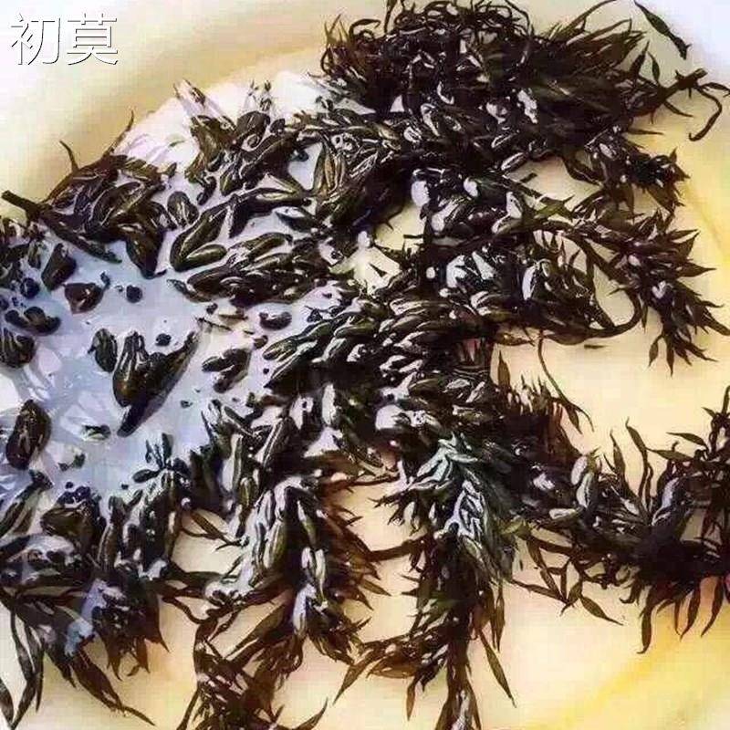 温州洞头特产羊栖菜长寿菜鹿角菜海草500g全国包邮凉拌2023年新菜