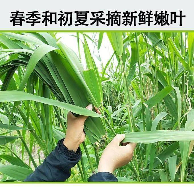 新店特惠本地粽叶免邮新鲜大芦苇叶农家苏北现采大号包粽子的叶子