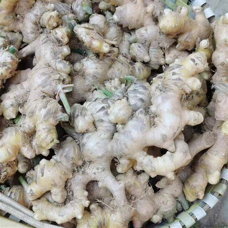 粉姜无渣猪脚姜广东高明大肉姜新鲜带泥发货包邮