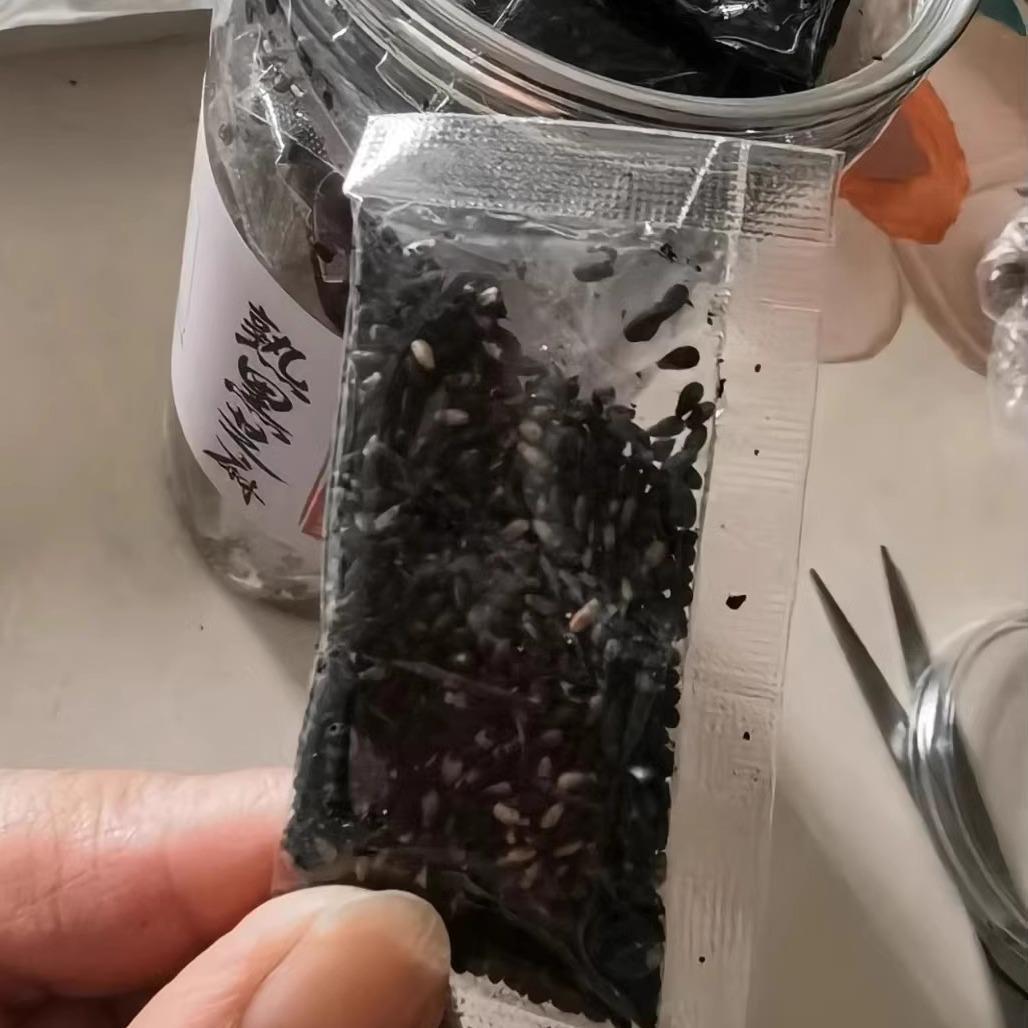 熟黑芝麻今年新货黑芝麻炒熟即食干 干净无沙黑芝麻小包装炒熟黑