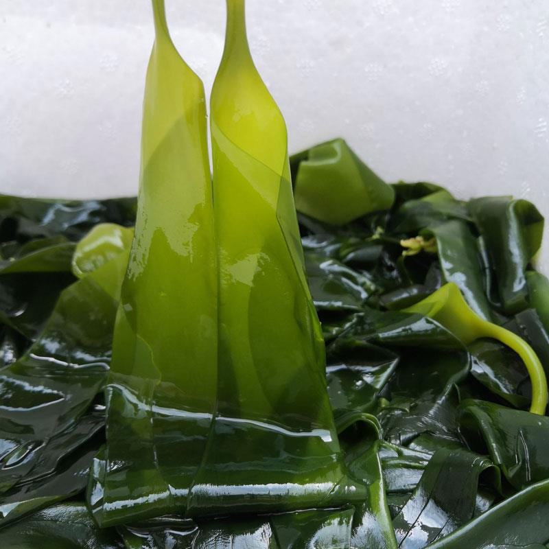新品霞浦海带苗嫩新鲜盐渍小海带芽嫩苗500g*3包非干货火锅食材