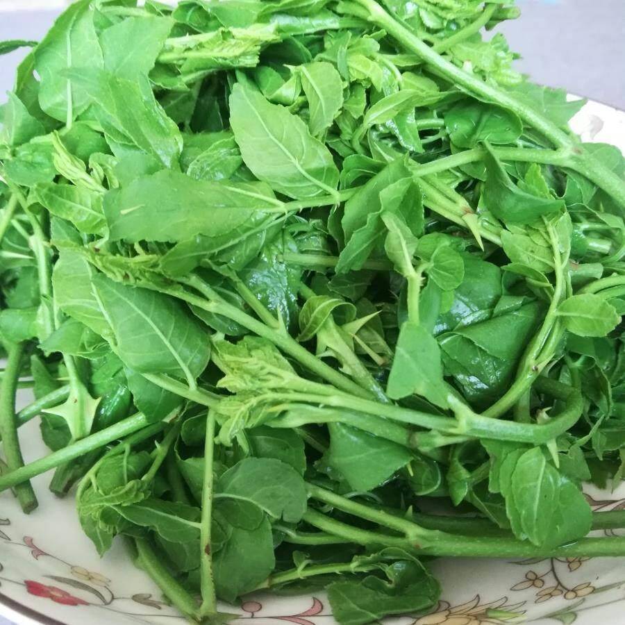 袋装花椒芽 新鲜野菜 2斤每袋炸拌涮炒馅儿 花椒叶 保鲜袋装 包邮